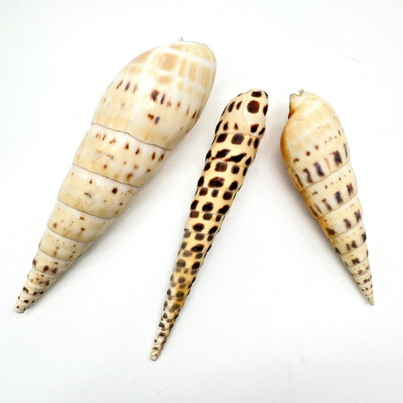 Terebra Auger Shell Marlin Spike Maculata Subulata Lot of 3 Beach Decor Aquarium - Picture 1 of 5